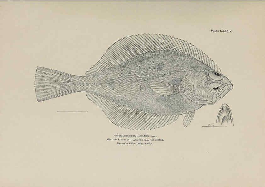 Reproducción/Reproduction 6306172744: The fur seals and fur-seal islands of the North Pacific Ocean. v.3. Washington,Govt. Print. Off.,1898-99