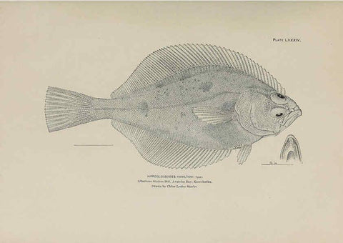 Reproducción/Reproduction 6306172744: The fur seals and fur-seal islands of the North Pacific Ocean. v.3. Washington,Govt. Print. Off.,1898-99