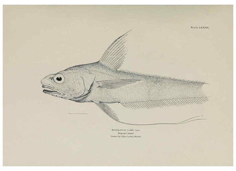 Reproducción/Reproduction 6306172570: The fur seals and fur-seal islands of the North Pacific Ocean. v.3. Washington,Govt. Print. Off.,1898-99