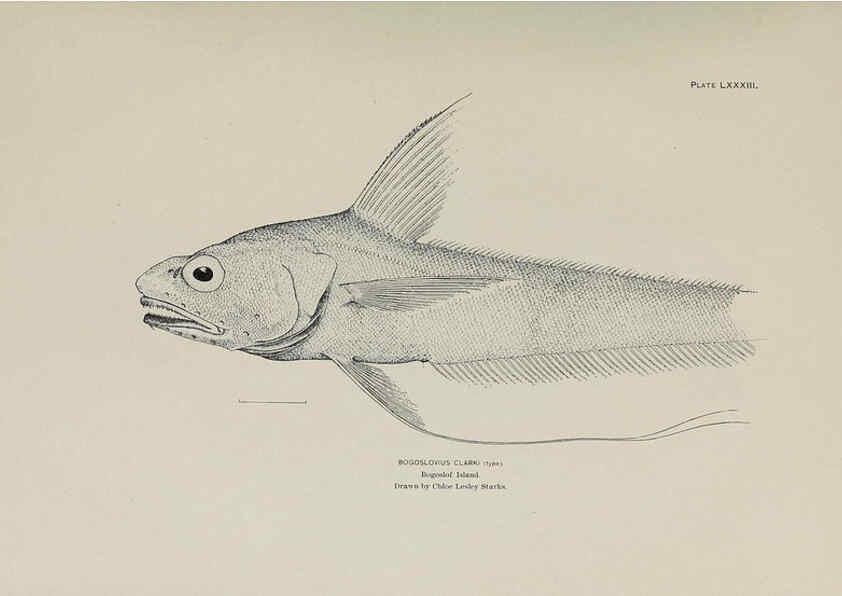 Reproducción/Reproduction 6306172570: The fur seals and fur-seal islands of the North Pacific Ocean. v.3. Washington,Govt. Print. Off.,1898-99