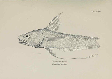 Reproducción/Reproduction 6306172570: The fur seals and fur-seal islands of the North Pacific Ocean. v.3. Washington,Govt. Print. Off.,1898-99