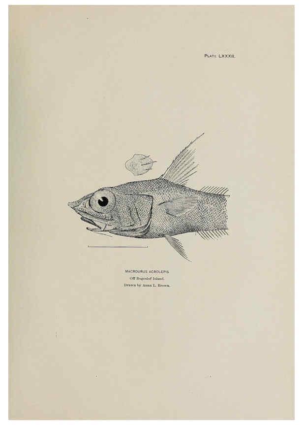 Reproducción/Reproduction 6305649003: The fur seals and fur-seal islands of the North Pacific Ocean. v.3. Washington,Govt. Print. Off.,1898-99