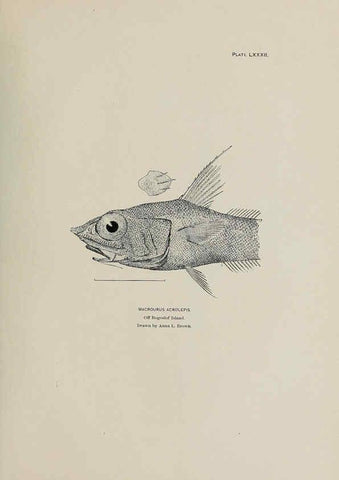 Reproducción/Reproduction 6305649003: The fur seals and fur-seal islands of the North Pacific Ocean. v.3. Washington,Govt. Print. Off.,1898-99