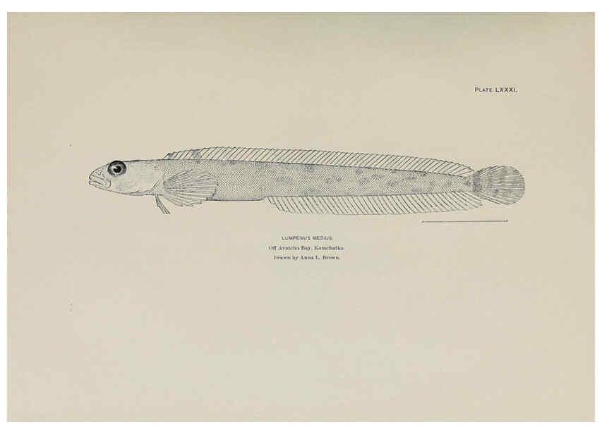 Reproducción/Reproduction 6306172184: The fur seals and fur-seal islands of the North Pacific Ocean. v.3. Washington,Govt. Print. Off.,1898-99