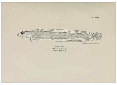 Reproducción/Reproduction 6306172184: The fur seals and fur-seal islands of the North Pacific Ocean. v.3. Washington,Govt. Print. Off.,1898-99