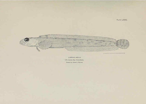 Reproducción/Reproduction 6306172184: The fur seals and fur-seal islands of the North Pacific Ocean. v.3. Washington,Govt. Print. Off.,1898-99