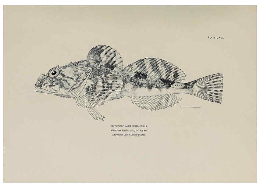 Reproducción/Reproduction 6306169240: The fur seals and fur-seal islands of the North Pacific Ocean. v.3. Washington,Govt. Print. Off.,1898-99