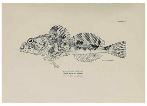 Reproducción/Reproduction 6306169240: The fur seals and fur-seal islands of the North Pacific Ocean. v.3. Washington,Govt. Print. Off.,1898-99