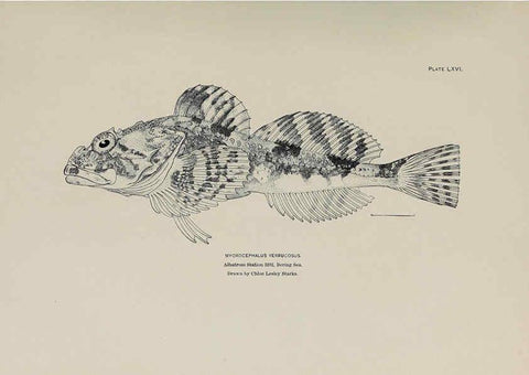 Reproducción/Reproduction 6306169240: The fur seals and fur-seal islands of the North Pacific Ocean. v.3. Washington,Govt. Print. Off.,1898-99