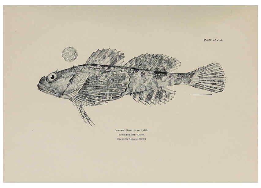 Reproducción/Reproduction 6306169444: The fur seals and fur-seal islands of the North Pacific Ocean. v.3. Washington,Govt. Print. Off.,1898-99