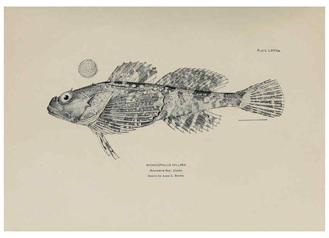 Reproducción/Reproduction 6306169444: The fur seals and fur-seal islands of the North Pacific Ocean. v.3. Washington,Govt. Print. Off.,1898-99