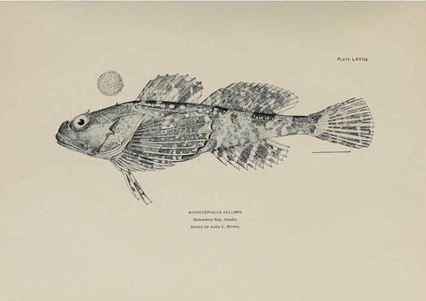 Reproducción/Reproduction 6306169444: The fur seals and fur-seal islands of the North Pacific Ocean. v.3. Washington,Govt. Print. Off.,1898-99