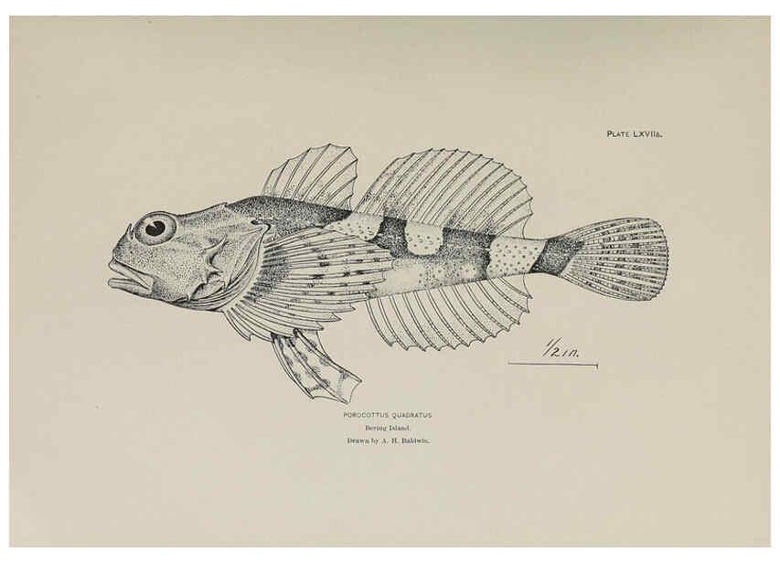 Reproducción/Reproduction 6306169620: The fur seals and fur-seal islands of the North Pacific Ocean. v.3. Washington,Govt. Print. Off.,1898-99