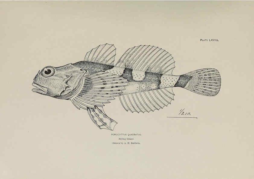 Reproducción/Reproduction 6306169620: The fur seals and fur-seal islands of the North Pacific Ocean. v.3. Washington,Govt. Print. Off.,1898-99
