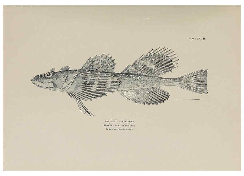 Reproducción/Reproduction 6306169806: The fur seals and fur-seal islands of the North Pacific Ocean. v.3. Washington,Govt. Print. Off.,1898-99