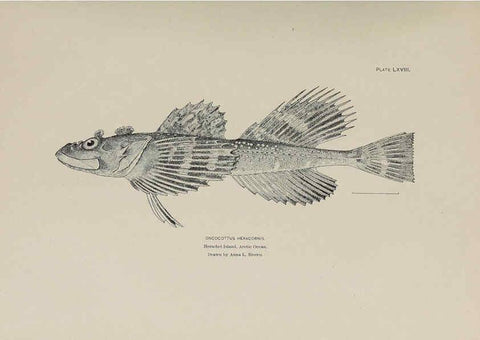 Reproducción/Reproduction 6306169806: The fur seals and fur-seal islands of the North Pacific Ocean. v.3. Washington,Govt. Print. Off.,1898-99