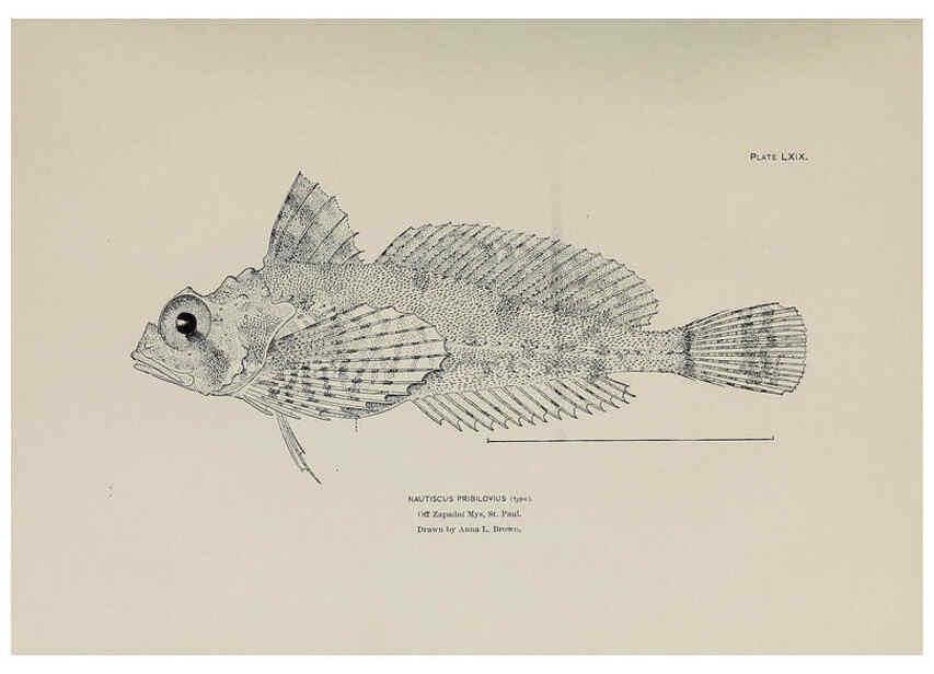 Reproducción/Reproduction 6305646611: The fur seals and fur-seal islands of the North Pacific Ocean. v.3. Washington,Govt. Print. Off.,1898-99