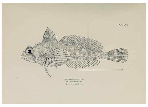 Reproducción/Reproduction 6305646611: The fur seals and fur-seal islands of the North Pacific Ocean. v.3. Washington,Govt. Print. Off.,1898-99