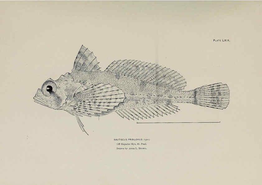 Reproducción/Reproduction 6305646611: The fur seals and fur-seal islands of the North Pacific Ocean. v.3. Washington,Govt. Print. Off.,1898-99
