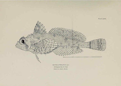 Reproducción/Reproduction 6305646611: The fur seals and fur-seal islands of the North Pacific Ocean. v.3. Washington,Govt. Print. Off.,1898-99