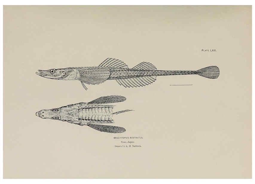 Reproducción/Reproduction 6305646771: The fur seals and fur-seal islands of the North Pacific Ocean. v.3. Washington,Govt. Print. Off.,1898-99