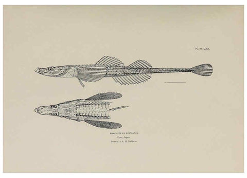 Reproducción/Reproduction 6305646771: The fur seals and fur-seal islands of the North Pacific Ocean. v.3. Washington,Govt. Print. Off.,1898-99