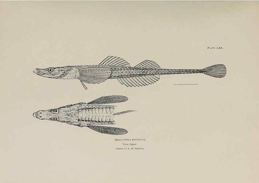 Reproducción/Reproduction 6305646771: The fur seals and fur-seal islands of the North Pacific Ocean. v.3. Washington,Govt. Print. Off.,1898-99