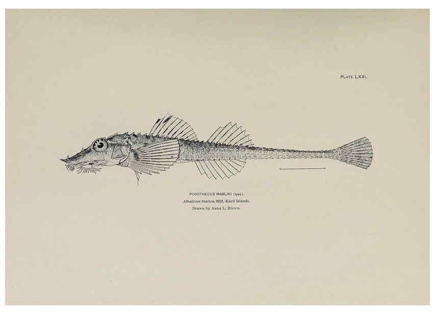 Reproducción/Reproduction 6305646975: The fur seals and fur-seal islands of the North Pacific Ocean. v.3. Washington,Govt. Print. Off.,1898-99