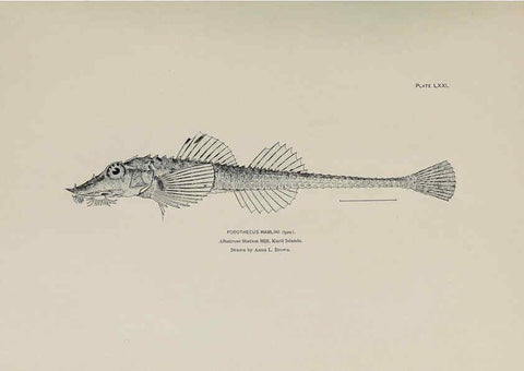 Reproducción/Reproduction 6305646975: The fur seals and fur-seal islands of the North Pacific Ocean. v.3. Washington,Govt. Print. Off.,1898-99