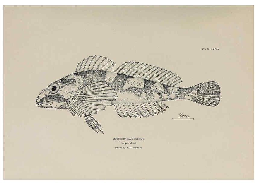 Reproducción/Reproduction 6305645449: The fur seals and fur-seal islands of the North Pacific Ocean. v.3. Washington,Govt. Print. Off.,1898-99