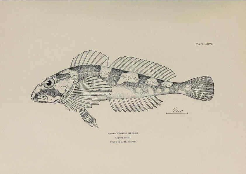 Reproducción/Reproduction 6305645449: The fur seals and fur-seal islands of the North Pacific Ocean. v.3. Washington,Govt. Print. Off.,1898-99