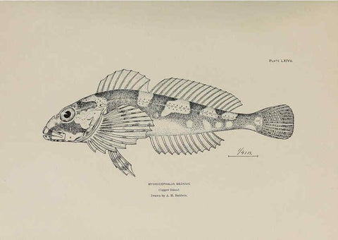 Reproducción/Reproduction 6305645449: The fur seals and fur-seal islands of the North Pacific Ocean. v.3. Washington,Govt. Print. Off.,1898-99