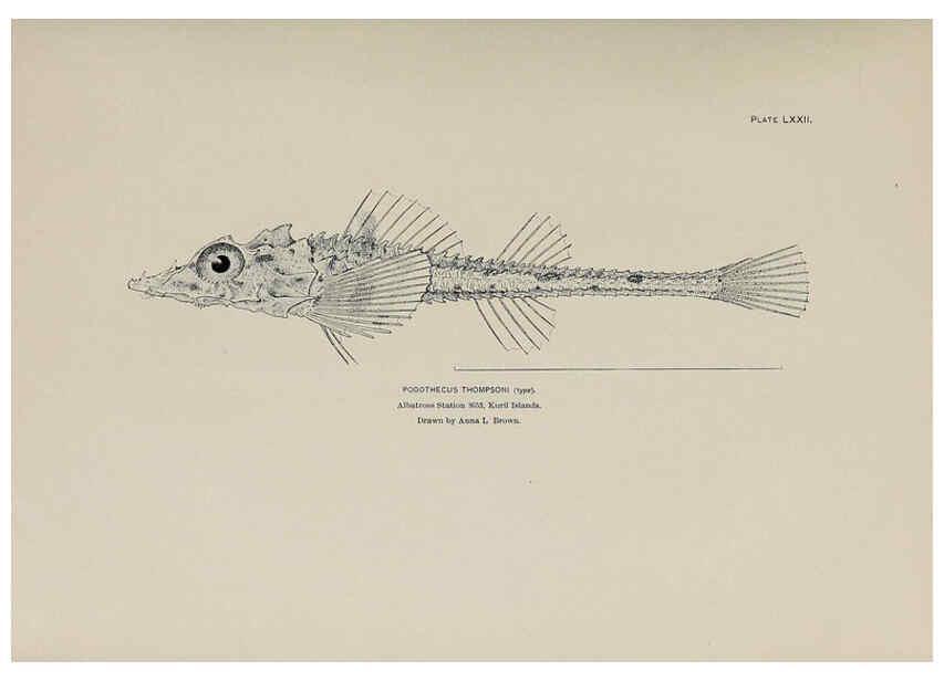 Reproducción/Reproduction 6306170550: The fur seals and fur-seal islands of the North Pacific Ocean. v.3. Washington,Govt. Print. Off.,1898-99