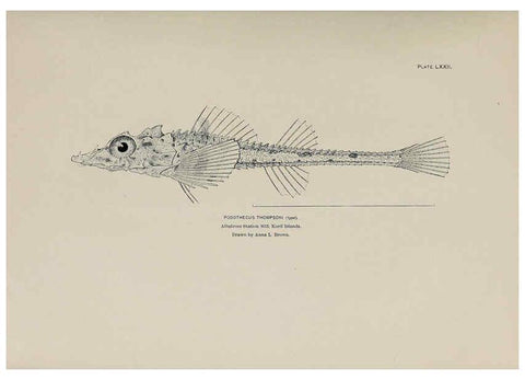 Reproducción/Reproduction 6306170550: The fur seals and fur-seal islands of the North Pacific Ocean. v.3. Washington,Govt. Print. Off.,1898-99