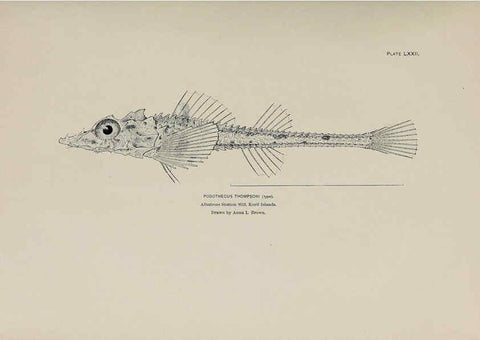 Reproducción/Reproduction 6306170550: The fur seals and fur-seal islands of the North Pacific Ocean. v.3. Washington,Govt. Print. Off.,1898-99