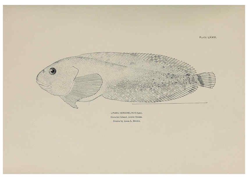 Reproducción/Reproduction 6305647531: The fur seals and fur-seal islands of the North Pacific Ocean. v.3. Washington,Govt. Print. Off.,1898-99