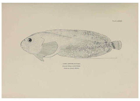 Reproducción/Reproduction 6305647531: The fur seals and fur-seal islands of the North Pacific Ocean. v.3. Washington,Govt. Print. Off.,1898-99