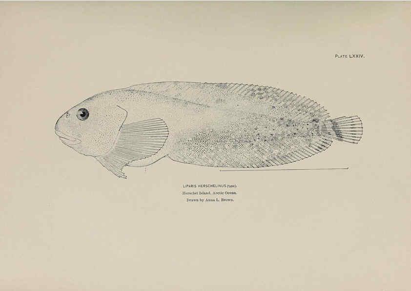 Reproducción/Reproduction 6305647531: The fur seals and fur-seal islands of the North Pacific Ocean. v.3. Washington,Govt. Print. Off.,1898-99