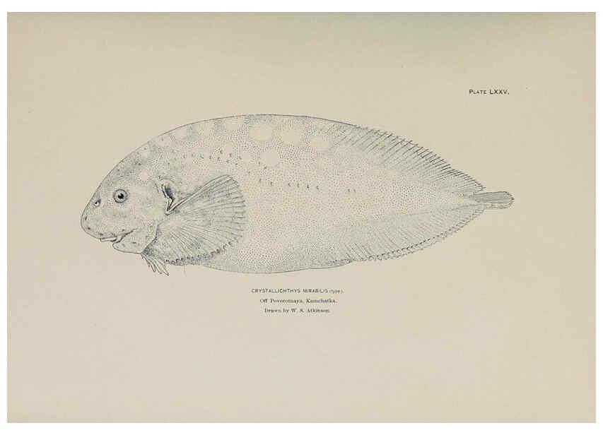 Reproducción/Reproduction 6305647719: The fur seals and fur-seal islands of the North Pacific Ocean. v.3. Washington,Govt. Print. Off.,1898-99
