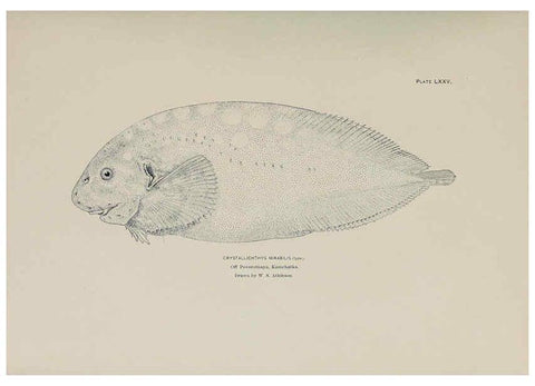 Reproducción/Reproduction 6305647719: The fur seals and fur-seal islands of the North Pacific Ocean. v.3. Washington,Govt. Print. Off.,1898-99