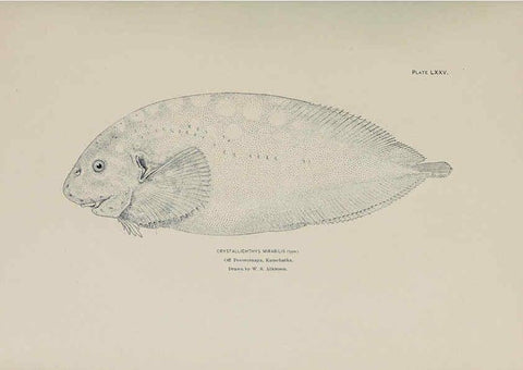 Reproducción/Reproduction 6305647719: The fur seals and fur-seal islands of the North Pacific Ocean. v.3. Washington,Govt. Print. Off.,1898-99