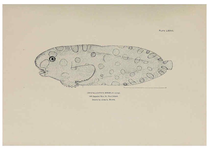 Reproducción/Reproduction 6306171292: The fur seals and fur-seal islands of the North Pacific Ocean. v.3. Washington,Govt. Print. Off.,1898-99