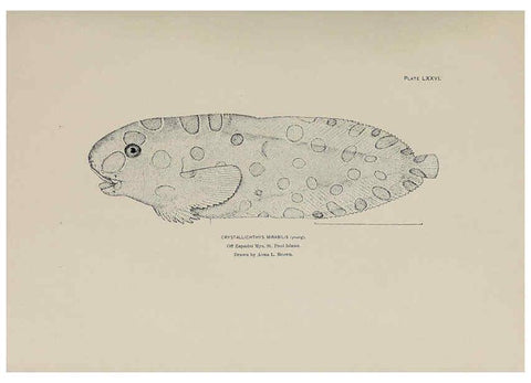 Reproducción/Reproduction 6306171292: The fur seals and fur-seal islands of the North Pacific Ocean. v.3. Washington,Govt. Print. Off.,1898-99