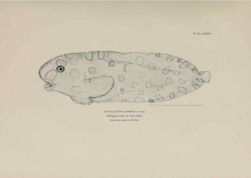 Reproducción/Reproduction 6306171292: The fur seals and fur-seal islands of the North Pacific Ocean. v.3. Washington,Govt. Print. Off.,1898-99
