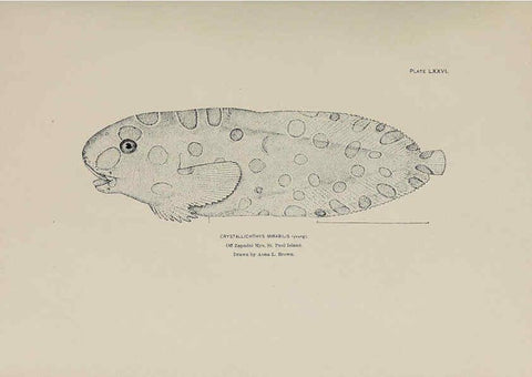 Reproducción/Reproduction 6306171292: The fur seals and fur-seal islands of the North Pacific Ocean. v.3. Washington,Govt. Print. Off.,1898-99