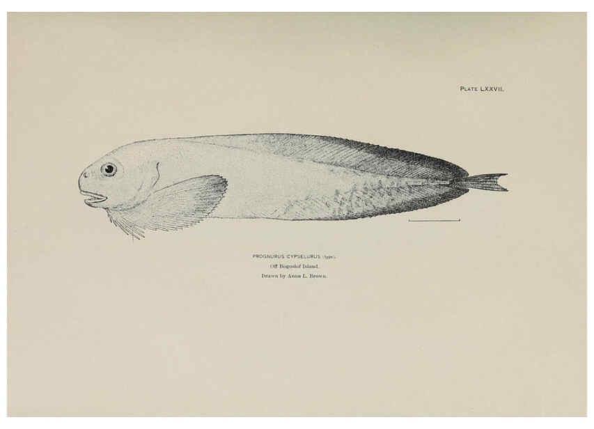 Reproducción/Reproduction 6305648063: The fur seals and fur-seal islands of the North Pacific Ocean. v.3. Washington,Govt. Print. Off.,1898-99