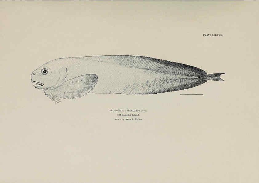 Reproducción/Reproduction 6305648063: The fur seals and fur-seal islands of the North Pacific Ocean. v.3. Washington,Govt. Print. Off.,1898-99