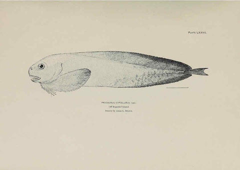 Reproducción/Reproduction 6305648063: The fur seals and fur-seal islands of the North Pacific Ocean. v.3. Washington,Govt. Print. Off.,1898-99