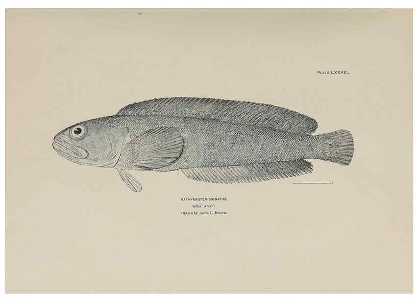Reproducción/Reproduction 6306171608: The fur seals and fur-seal islands of the North Pacific Ocean. v.3. Washington,Govt. Print. Off.,1898-99
