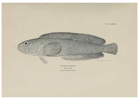 Reproducción/Reproduction 6306171608: The fur seals and fur-seal islands of the North Pacific Ocean. v.3. Washington,Govt. Print. Off.,1898-99
